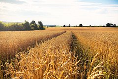 Россия заявила о готовности полностью заместить украинское зерно