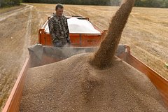 Минсельхоз посоветует аграриям остановить экспорт подсолнечного масла и пшеницы