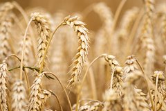 Российский дипломат заявил о превращении зерновой сделки в коммерческий проект