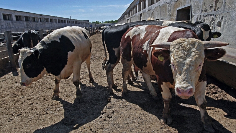 США могут столкнуться с дефицитом говядины из-за снижения поголовья скота