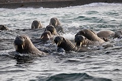 Научная экспедиция со специалистами &laquo;Роснефти&raquo; отправилась в Арктику