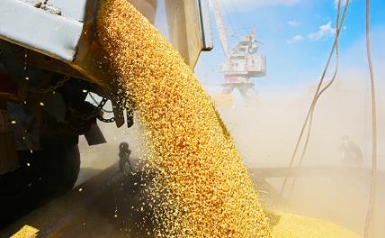 Становятся понятны левые «уходы» пшеницы из России