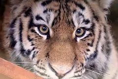 «Аэрофлот» взял под опеку амурскую тигрицу из Московского зоопарка