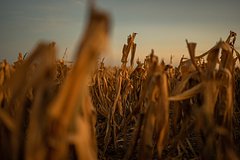 Мировые цены на пшеницу рекордно выросли