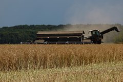 Пшеница резко подорожала после остановки зерновой сделки