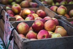 В Польше заявили о крахе рынка яблок из-за антироссийских санкций