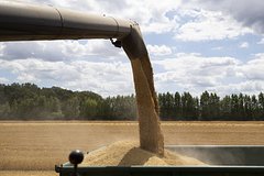 В России оценили убытки из-за зерновой сделки