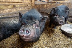 Стало известно об угрозе нехватки вакцин для свиней в России