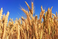 Экономист назвал зерновую сделку бесполезной для России
