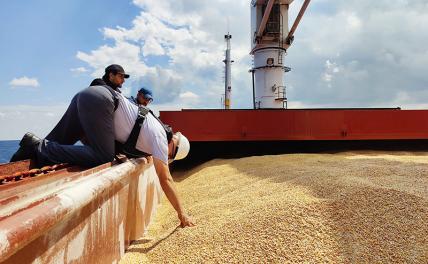 Польшу напугал шокирующий объем импорта украинского зерна