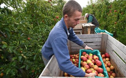 Эх, яблочко: Польша начинает рубить сады, пытаясь в Колумбию продать, что остается
